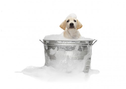 Puppy Taking Bath